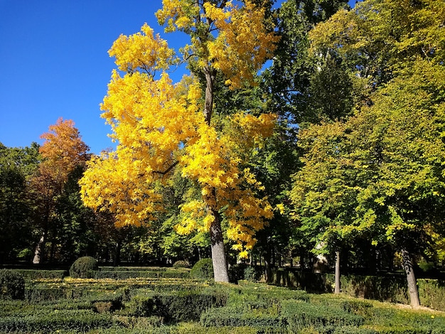 Aranjuez, 스페인에서 백그라운드에서 나무와 맑은 하늘 가득한 공원의 아름 다운 샷.