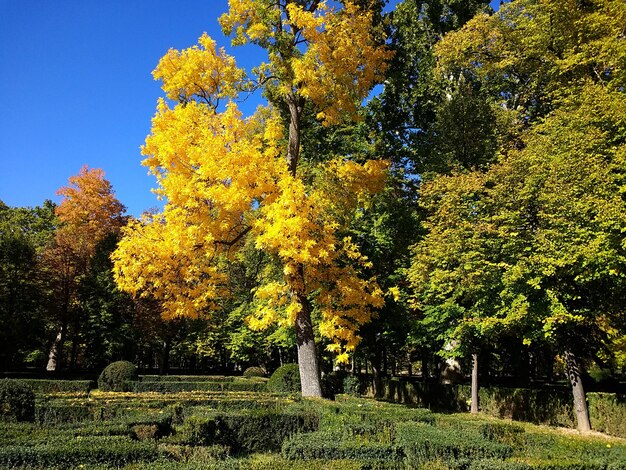 スペイン、アランフェスの背景に木々と澄んだ空でいっぱいの公園の美しいショット。