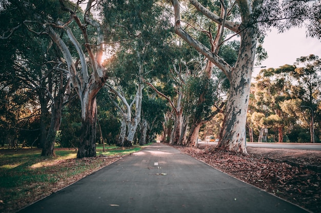 Free photo beautiful shot of park pathway surrounded with amazing nature