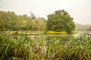 Foto gratuita bella ripresa di un parco con alberi e un lago in una giornata nuvolosa