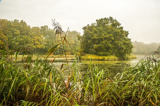 Beautiful shot of a park with trees and a lake on a cloudy day