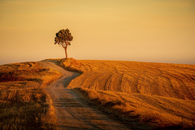 beautiful shot of a path in the hills and an isolated tree under the yellow sky