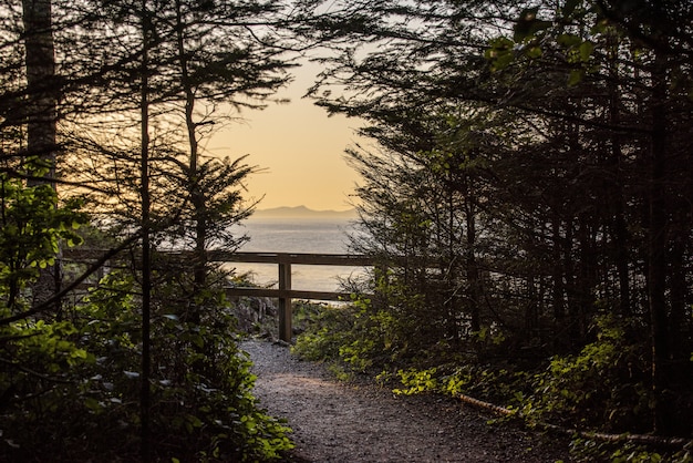 Beautiful shot of a path between trees near seashore