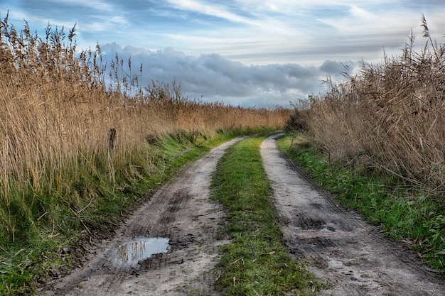 Bello colpo di un percorso nel mezzo di un campo nella campagna