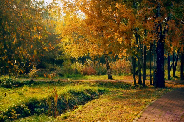 러시아 Sviblovo 공원에서 나무 중간에 통로의 아름다운 샷