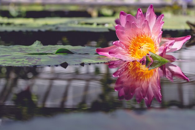 Beautiful shot of a pink flower flowing on water