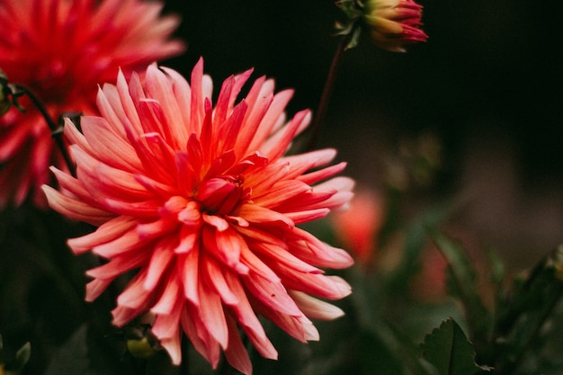 庭のピンクの花の美しいショット