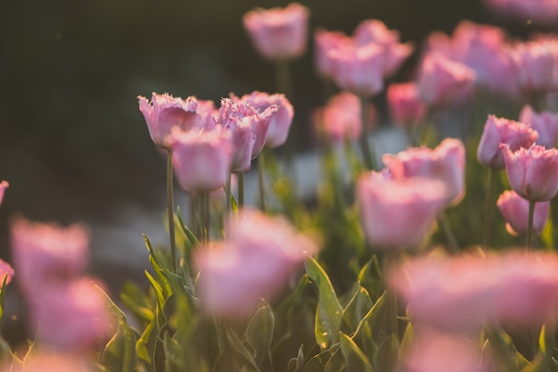 Beautiful shot of pink tulips field - great for a natural wallpaper or wall
