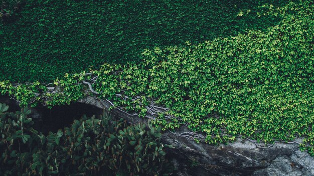 Beautiful shot of plants growing on a rock with branches on a sunny day