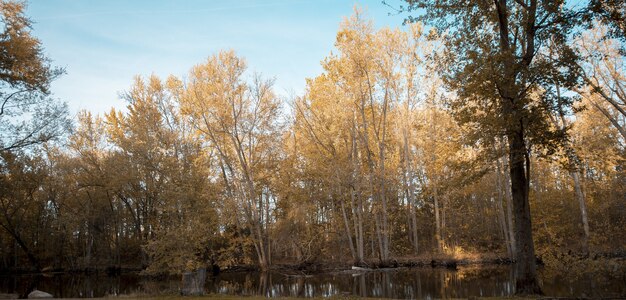 Красивая съемка пруда около высоких желтых покрытых листвой деревьев с голубым небом на заднем плане