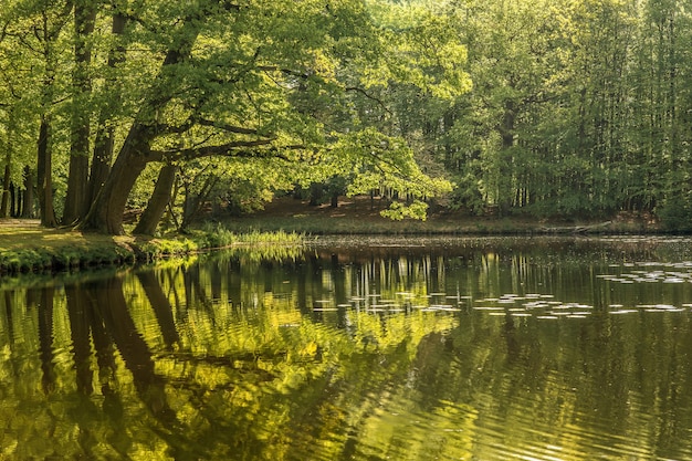 Beautiful shot of a pond surrounded by green trees
