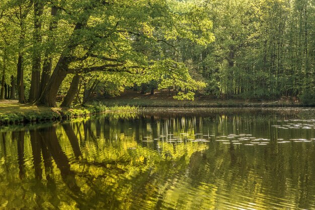 Красивый снимок пруда в окружении зеленых деревьев