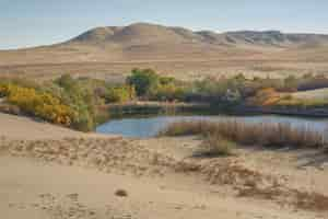 Free photo beautiful shot of a pond surrounded by green and yellow trees in the middle of a desert