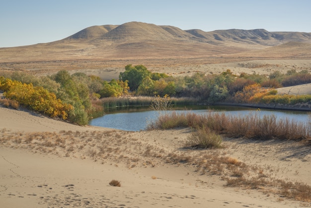 Beautiful shot of a pond surrounded by green and yellow trees in the middle of a desert