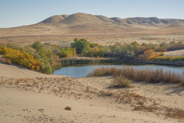 Beautiful shot of a pond surrounded by green and yellow trees in the middle of a desert