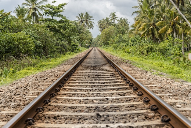 Beautiful shot of rails going forward with plants on the two sides