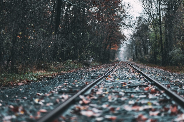 秋の森の中の鉄道の美しいショット