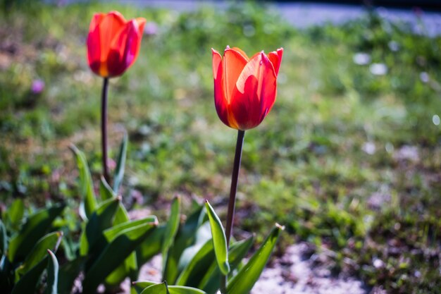 정원에서 빨간 튤립 꽃의 아름 다운 샷