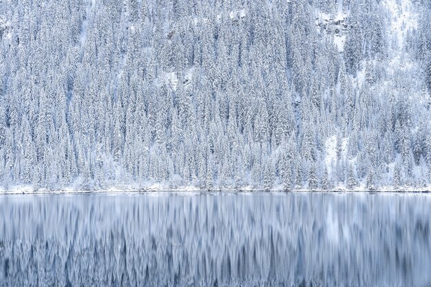 Beautiful shot of a reflection of trees covered in snow in lake