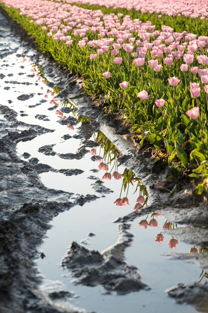 オランダのチューリップ畑の真ん中に反射雨水の美しいショット