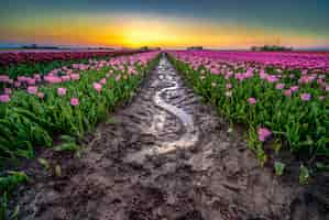 Free photo beautiful shot of reflective rainwater in the middle of a tulips field in the netherlands