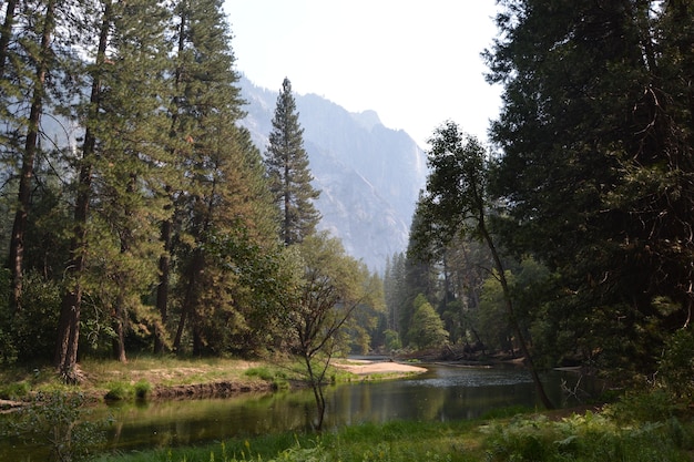 Foto gratuita bella ripresa di un fiume in mezzo agli alberi con una montagna