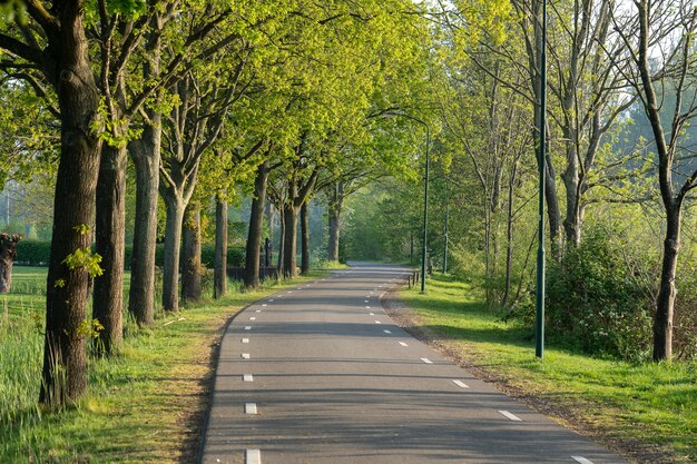 Beautiful shot of a road surrounded with green trees