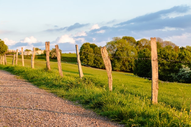 Beautiful shot of the road through the field surrounded by trees