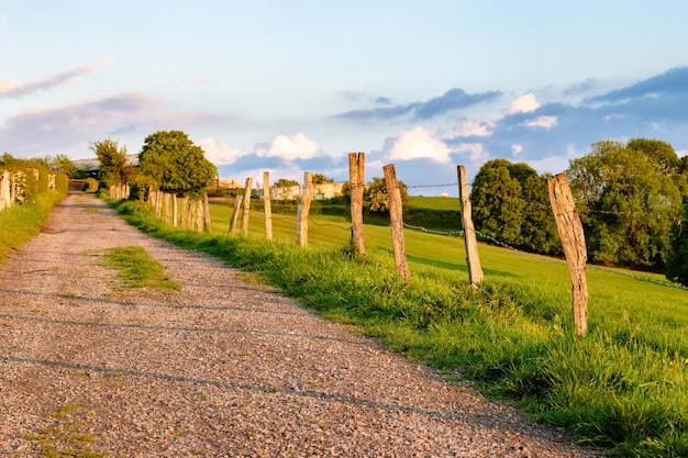 Beautiful shot of the road through the field surrounded by trees