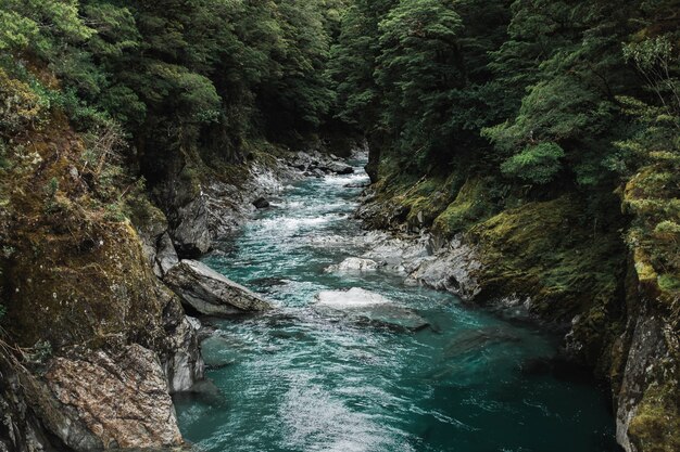 森の木々に囲まれた強い流れのある岩だらけの川の美しいショット