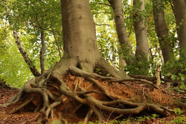 Красивый снимок корней старого дерева с толстым стволом в лесу в солнечный день