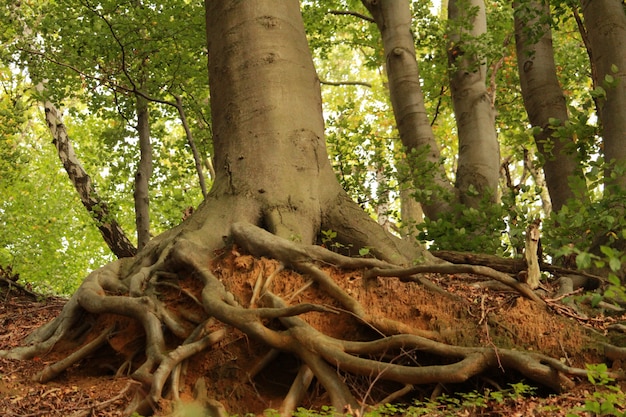 Beautiful shot of the roots of an old tree with  a thick trunk in the forest on a sunny day