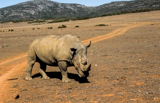 Beautiful shot of s curious rhinoceros in a safari