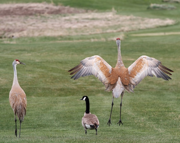 Beautiful shot of sandhill cranes in the field during daytime