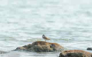 Free photo beautiful shot of a sandpiper bird on the rock in the ocean in india