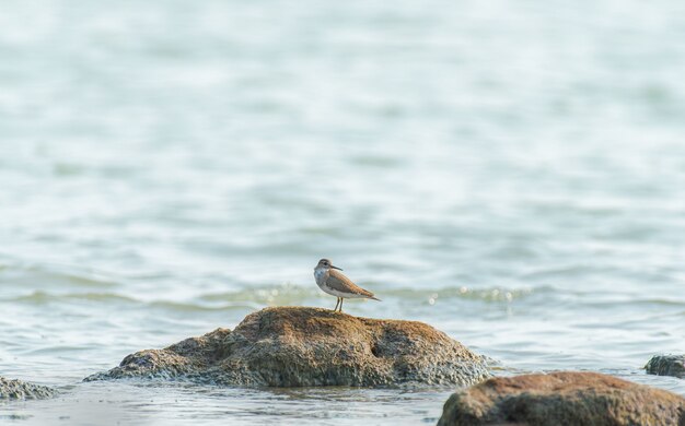 Beautiful shot of a sandpiper bird on the rock in the ocean in India