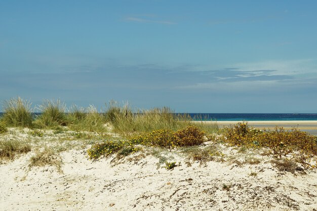 Красивый снимок песчаного пляжа, полного кустов, в Тарифе, Испания