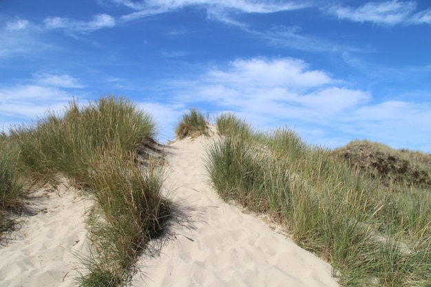 Free photo beautiful shot of a sandy hill with bushes and a blue sky