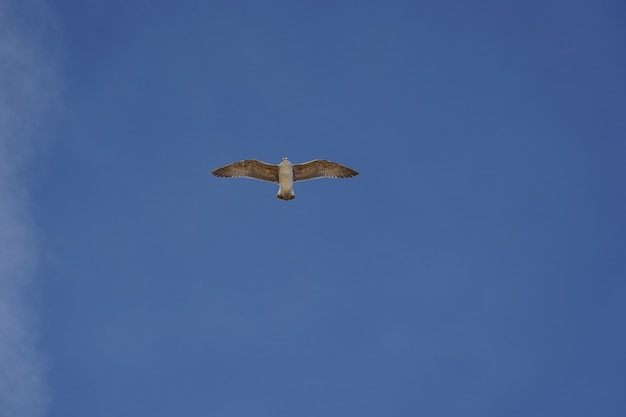 beautiful shot of a seagull flying in a clear blue sky during daytime