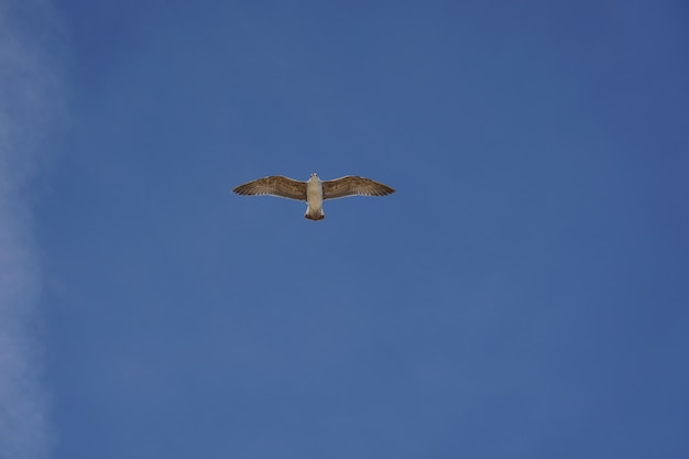 Красивый снимок чайки, летящей в ясном голубом небе в дневное время