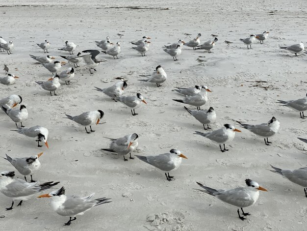 Beautiful shot of seagulls on the beach