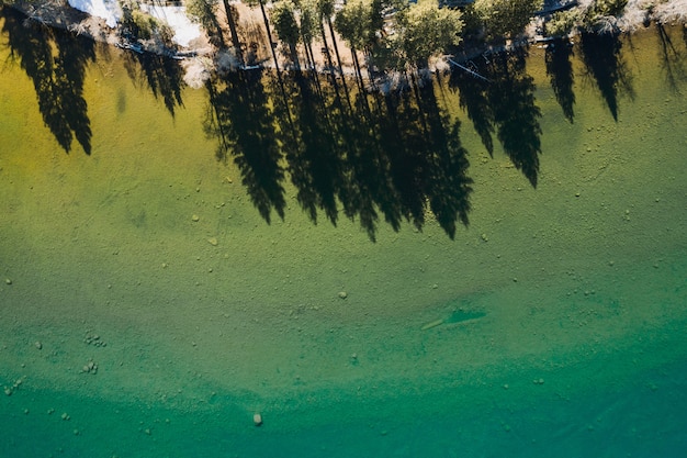 Foto gratuita bellissimo scatto di ombre di alberi