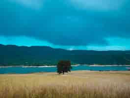 Free photo a beautiful shot of a single green tree in the field near the sea