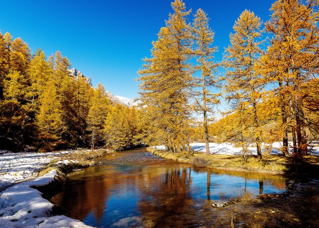Beautiful shot of a small river flowing through a snowy forest with pine trees during the day