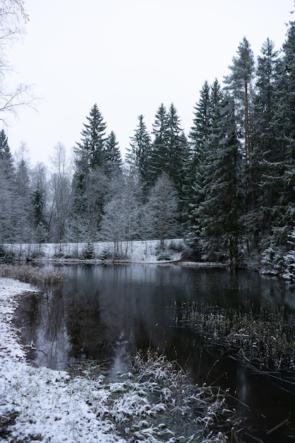 겨울에 얼어붙은 호수 옆에 있는 눈 덮인 전나무의 아름다운 사진