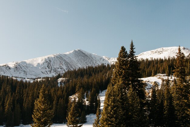 Красивая съемка снежного холма с зелеными деревьями и ясным небом