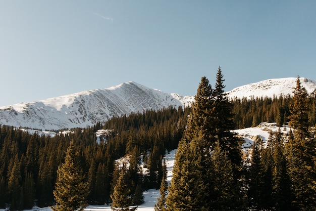 Beautiful shot of a snowy hill with green trees and a clear sky