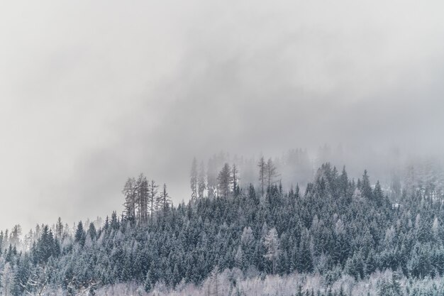 Beautiful shot of a snowy hill with plants and trees during a foggy weather