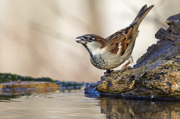Beautiful shot of a sparrow bird on the rock in the forest