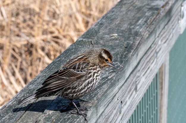 Foto gratuita bellissimo scatto del passero in piedi sulla superficie in legno
